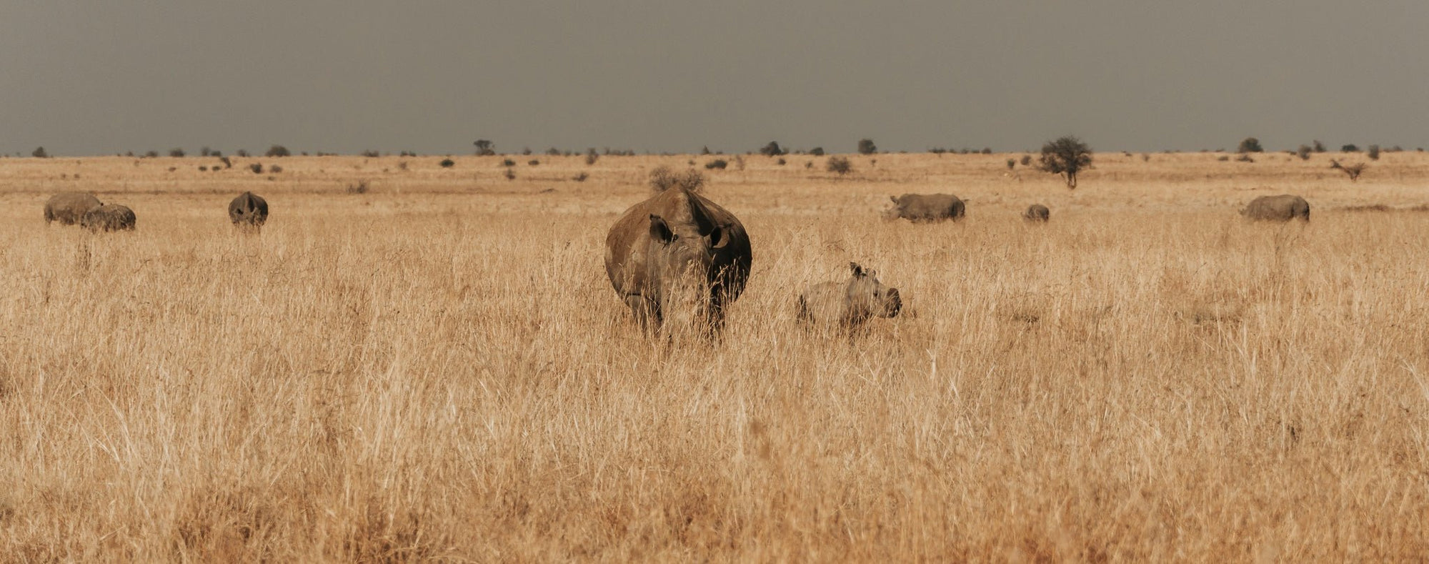 Sharing the Fire: Donkey Long Tong and Rhino Rewild - Donkey Long Tong