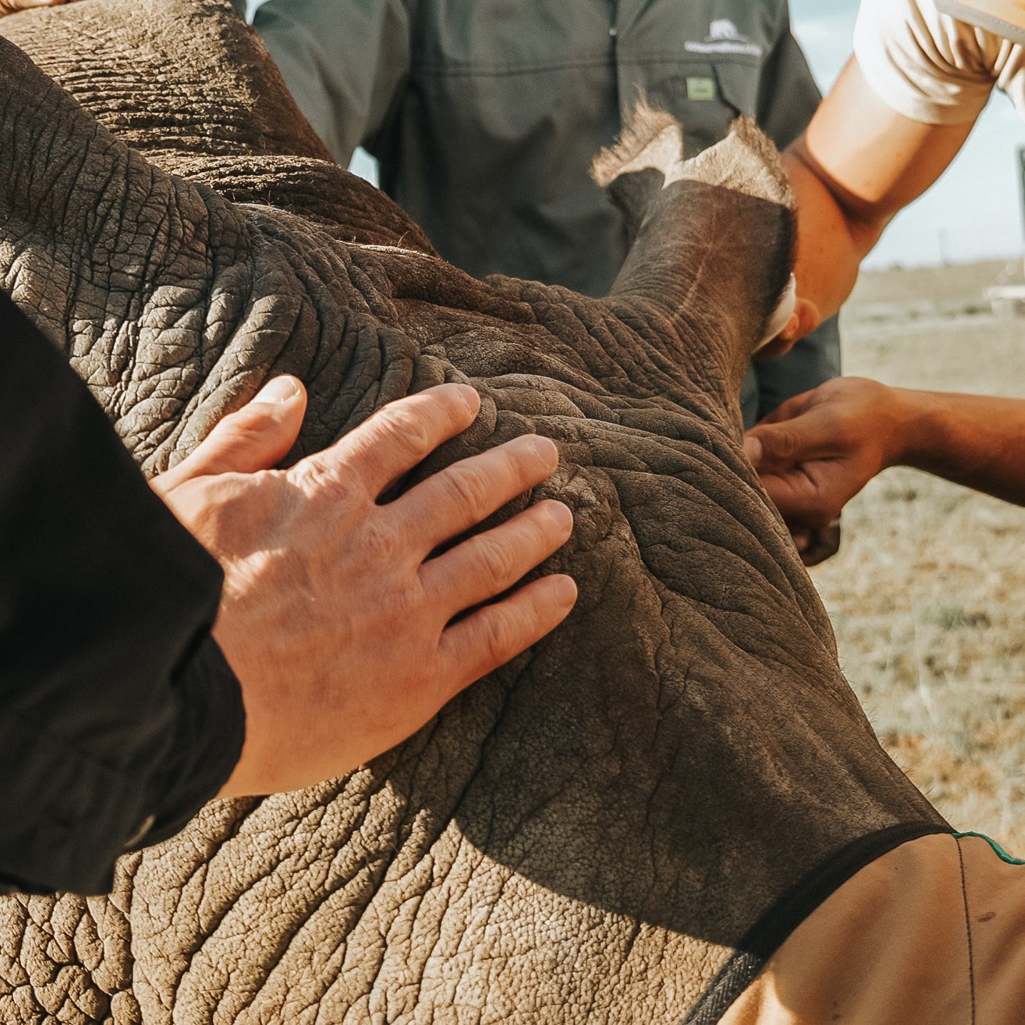 Black Friday White Rhino