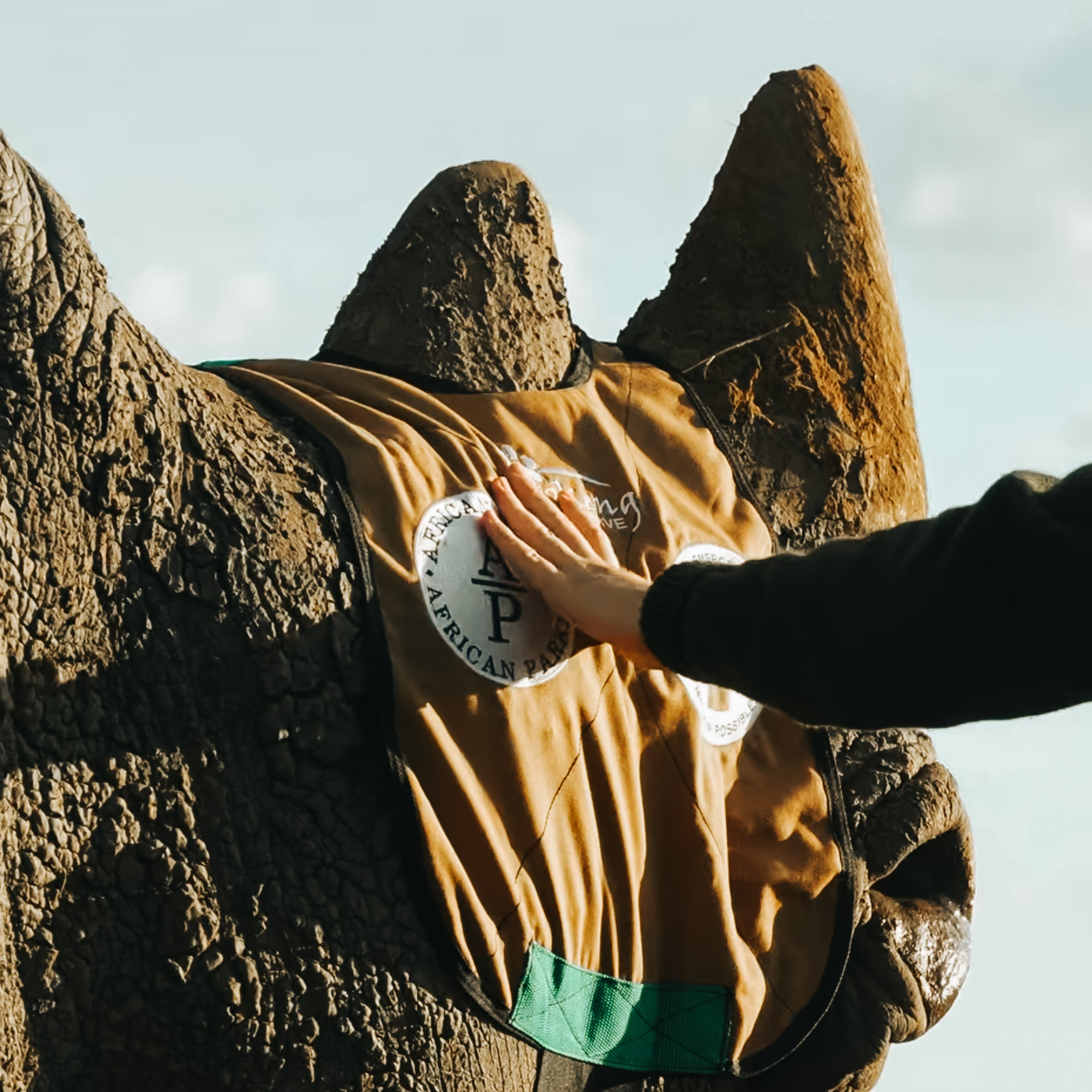 Black Friday White Rhino