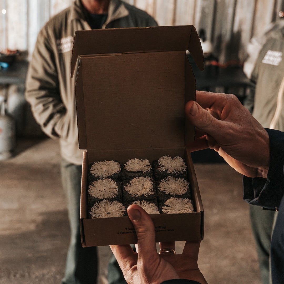 Box of Rhino Lights - Donkey Long Tong